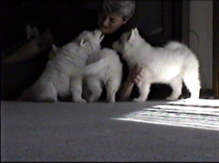 pup017.jpg (35154 bytes)