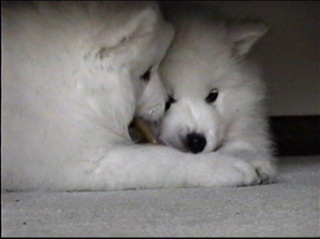 pup018.jpg (32853 bytes)