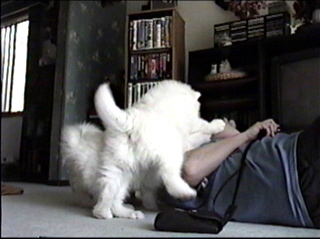 pup019.jpg (41850 bytes)