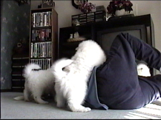 pup020.jpg (42035 bytes)