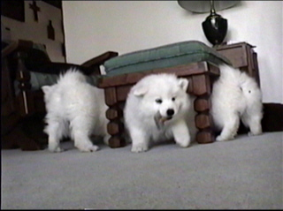 pup021.jpg (38045 bytes)