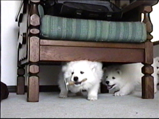 pup022.jpg (43473 bytes)