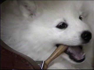 pup023.jpg (33017 bytes)