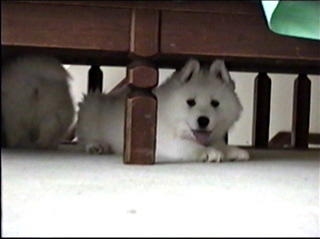 pup024.jpg (32299 bytes)