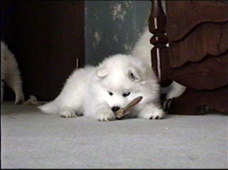 pup026.jpg (34891 bytes)