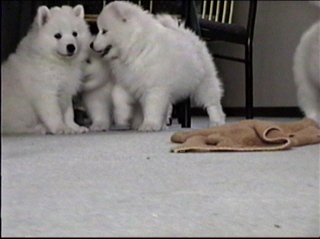 pup028.jpg (36488 bytes)