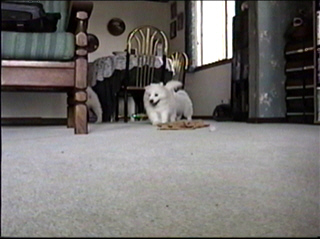 pup029.jpg (41625 bytes)