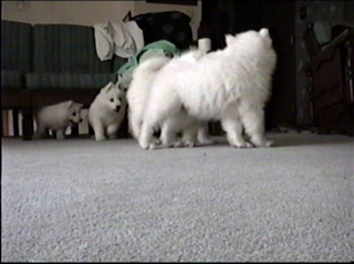 pup030.jpg (40667 bytes)