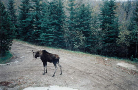 Moose1R.jpg (47644 bytes)